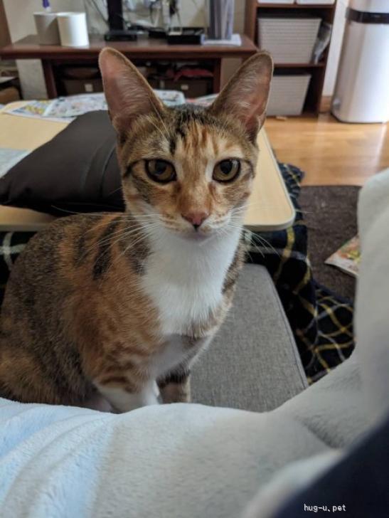 (ΦωΦ)ニャン♥生後1ヶ月♥猫(ΦωΦ)猫里親様募集・♥(ΦωΦ)(ΦωΦ) 猫の里親募集】山口県・雑種・可愛らしい女の子、えむちゃん（ID:2607