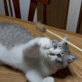 雑種