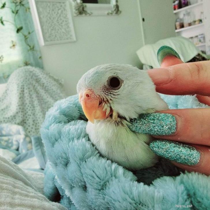 鳥の里親募集】東京都・インコ・七草、美声インコ仲良し姉弟のご家族