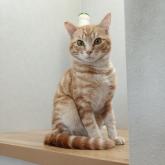 雑種