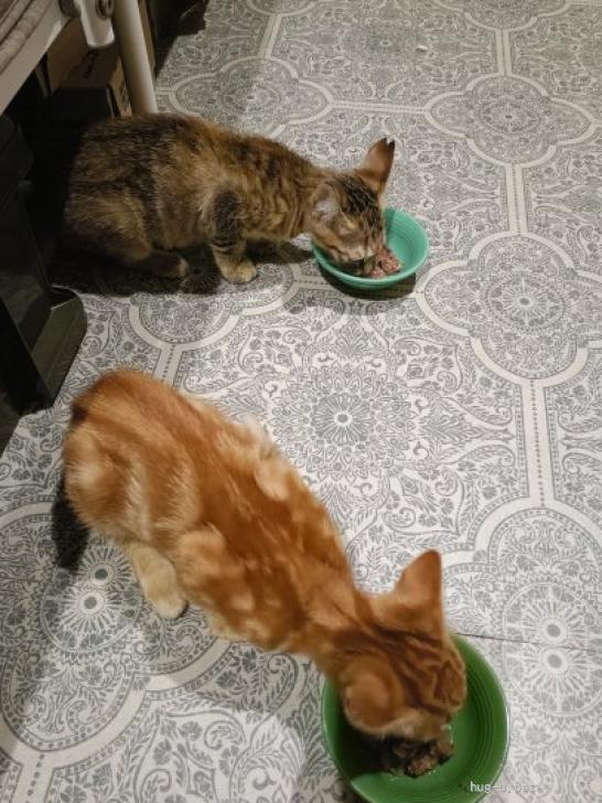 猫の里親募集】大阪府・雑種・アメショ柄のチャトラ男子（ID:2609