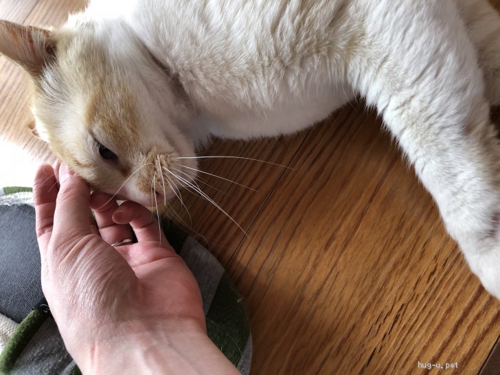 猫の里親募集】長野県・雑種・ちょっと寄り目な、優しい性格の男の子 