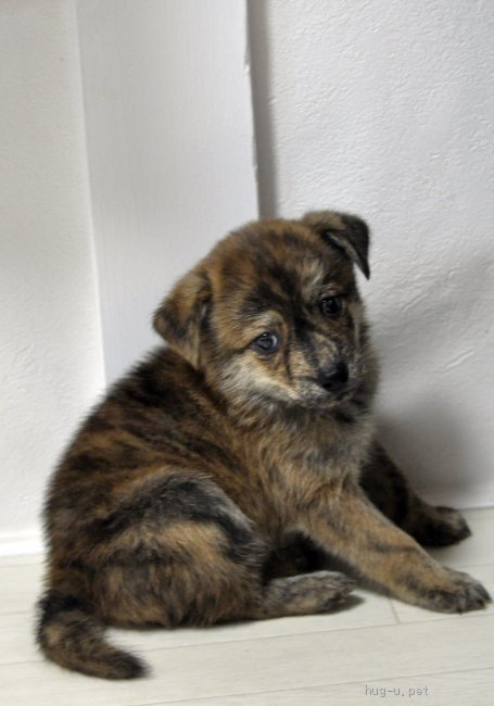 犬の里親募集 茨城県 甲斐犬 5 1生 冒険好きでやんちゃな男の子 高橋あまり Id 26 ハグー みんなのペット里親情報 犬の里親募集 茨城県 甲斐犬 5 1生 冒険好きでやんちゃな男の子 高橋あまり Id 26 ハグー みんなのペット里親情報