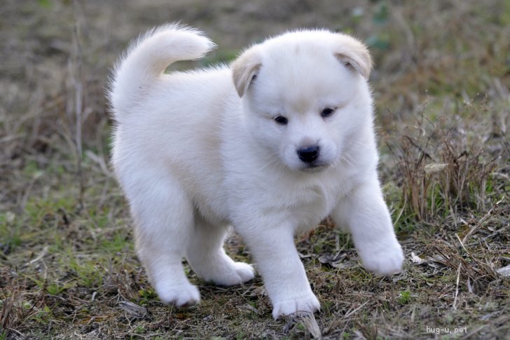 犬の里親募集 茨城県 雑種 明るく好奇心旺盛な男の子 高橋ばにら ハグー みんなのペット里親情報 Id 12