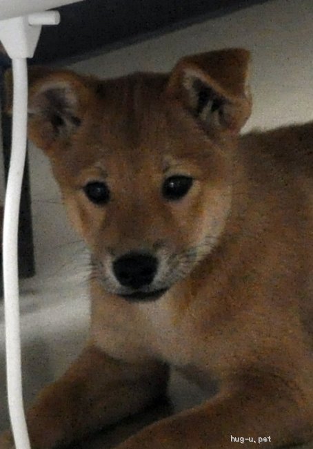 犬の里親募集 茨城県 雑種 2 頃生 優しくお転婆な女の子 高橋ゆづり Id 25 004 ハグー みんなのペット里親情報