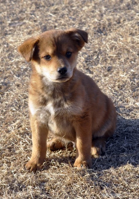 犬の里親募集 茨城県 雑種 12 10頃生 冒険が大好きな男の子 高橋がんも Id 22 000 ハグー みんなのペット里親情報