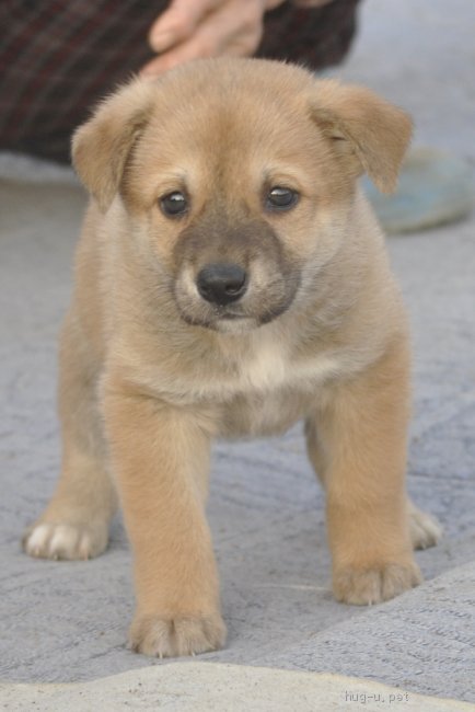 茨城県の犬の雑種の里親募集特集 みんなのペットライフ