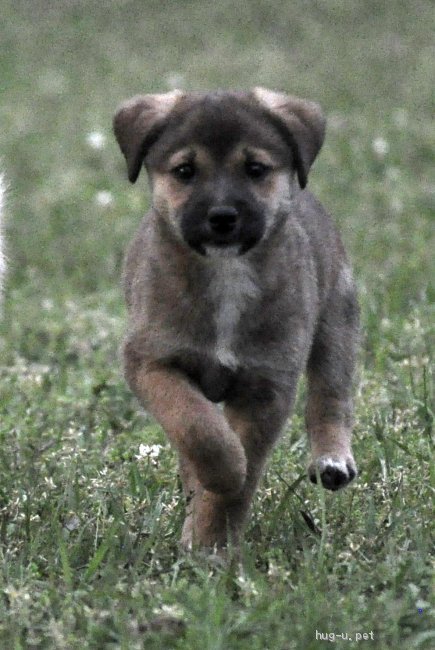 犬の里親募集 茨城県 雑種 まったりおっとりの男の子 高橋あんこ ハグー みんなのペット里親情報 Id 05