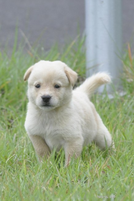 里親募集詳細 茨城県 犬 雑種 Id 10 ハグー みんなのペット里親情報