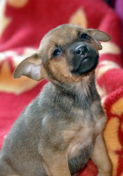 犬 静岡県 ミニチュアピンシャーの里親募集一覧 ハグー みんなのペット里親情報