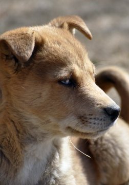 保護活動者 特定非営利活動法人onelife 小さな命 茨城県古河市 ハグー みんなのペット里親情報