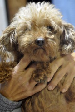 東北 トイプードルの里親募集一覧 ハグー みんなのペット里親情報