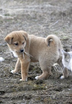 犬 静岡県の里親募集一覧 5ページ目 ハグー みんなのペット里親情報