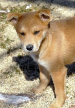 保護活動者 特定非営利活動法人onelife 小さな命 茨城県古河市 ハグー みんなのペット里親情報