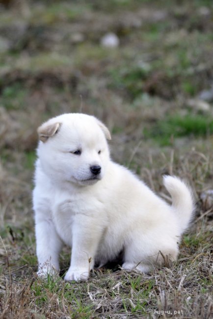 犬の里親募集 茨城県 雑種 明るく好奇心旺盛な男の子 高橋ばにら ハグー みんなのペット里親情報 Id 12