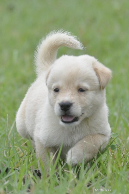 犬の里親募集 茨城県 雑種 明るくやんちゃな男の子 高橋ばにら ハグー みんなのペット里親情報 Id 10