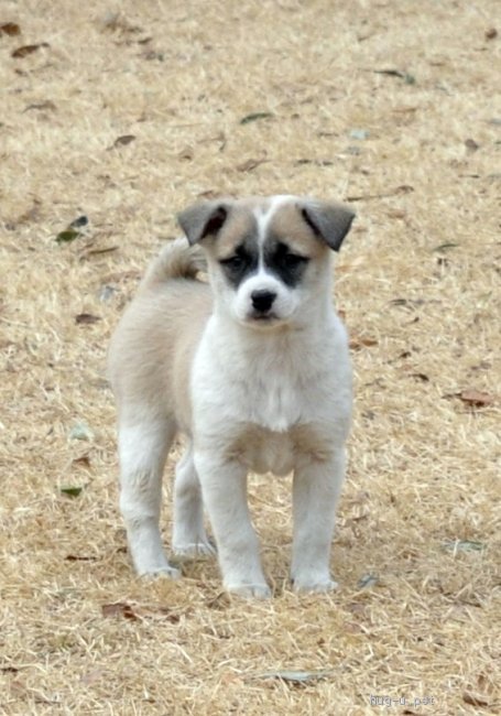 犬の里親募集 茨城県 雑種 12 10頃生 悪戯大好きな女の子 高橋ろびん Id 21 ハグー みんなのペット里親情報