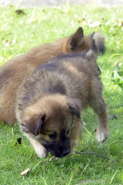 犬の里親募集 茨城県 雑種 4 22頃生 寂しがり屋の女の子 高橋あまり ハグー みんなのペット里親情報 Id 2106