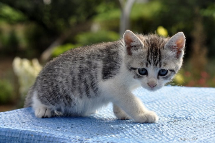 猫の里親募集 茨城県 サバトラ白 甘え上手な男の子 高橋ぽっぽ ハグー みんなのペット里親情報 Id 06