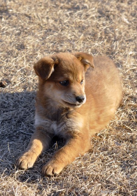 犬の里親募集 茨城県 雑種 12 10頃生 冒険が大好きな男の子 高橋がんも Id 22 000 ハグー みんなのペット里親情報