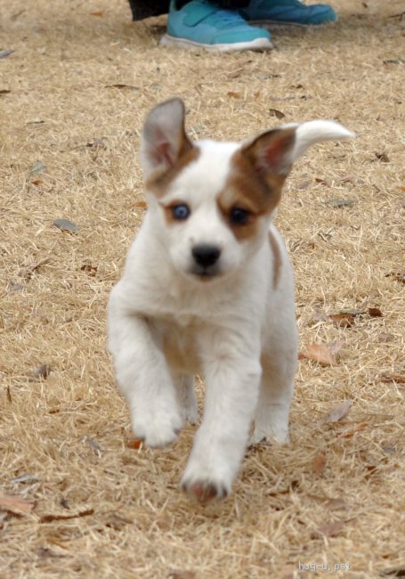 犬の里親募集 茨城県 雑種 12 10頃生 オッドアイが魅力的な高橋めめ姫 Id 21 ハグー みんなのペット里親情報