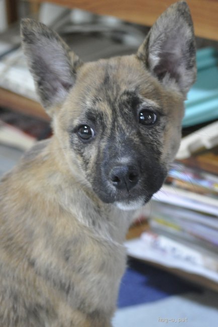 犬の里親募集 茨城県 甲斐犬mix 内弁慶です 高橋 かこ ハグー みんなのペット里親情報 Id 05