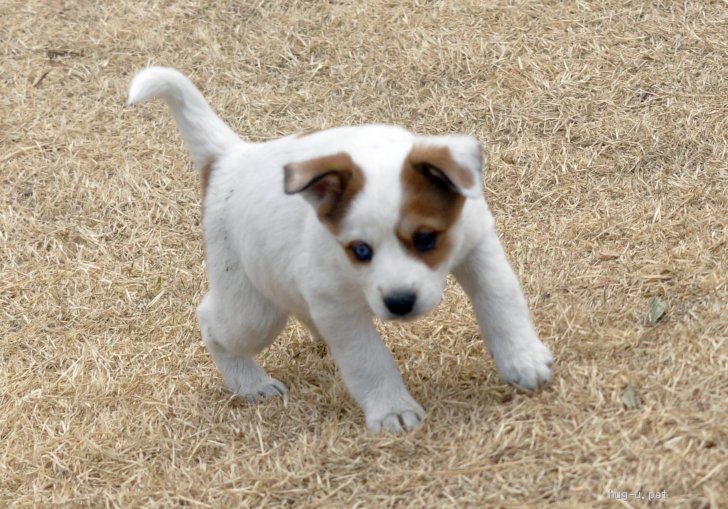 犬の里親募集 茨城県 雑種 12 10頃生 オッドアイが魅力的な高橋めめ姫 Id 21 ハグー みんなのペット里親情報