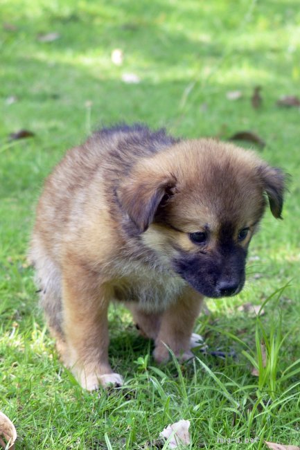 犬の里親募集 茨城県 雑種 4 22頃生 寂しがり屋の女の子 高橋あまり ハグー みんなのペット里親情報 Id 2106