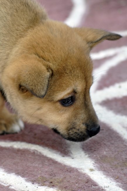 犬の里親募集 茨城県 雑種 オッドアイが魅力的な女の子 高橋あいね ハグー みんなのペット里親情報 Id 2104