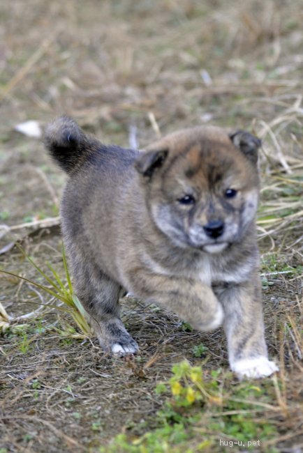 犬の里親募集 茨城県 甲斐犬mix 明るく冒険好きな女の子 高橋くるみ Id 12 ハグー みんなのペット里親情報