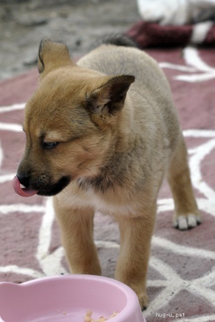 犬の里親募集 茨城県 雑種 オッドアイが魅力的な女の子 高橋あいね ハグー みんなのペット里親情報 Id 2104