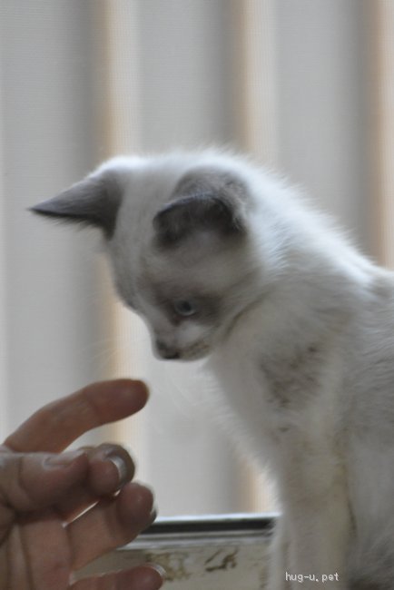 ベストコレクション 猫 シャム ミックス