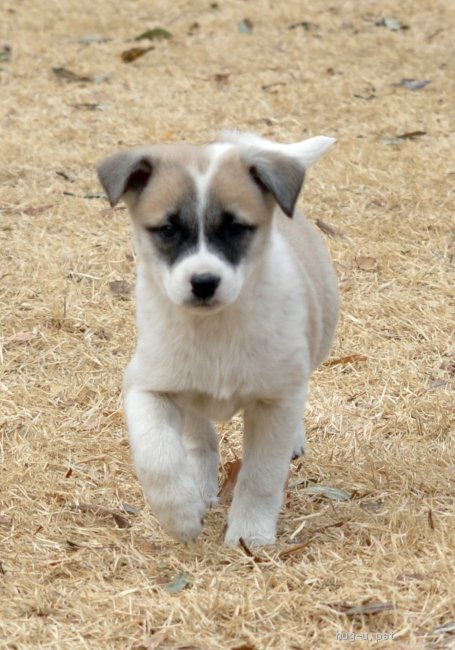 犬の里親募集 茨城県 雑種 12 10頃生 悪戯大好きな女の子 高橋ろびん Id 21 ハグー みんなのペット里親情報