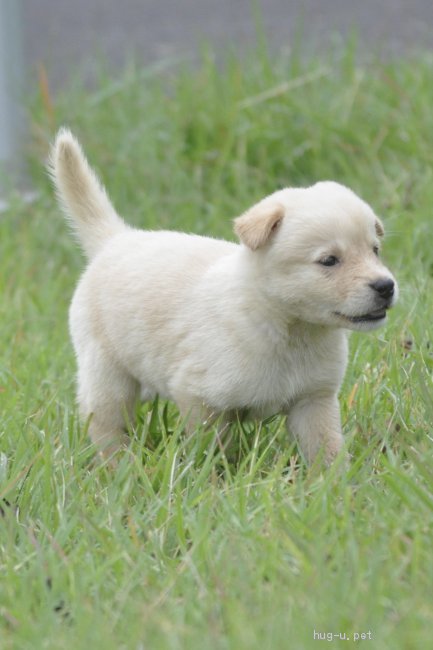 犬の里親募集 茨城県 雑種 明るくやんちゃな男の子 高橋ばにら ハグー みんなのペット里親情報 Id 10