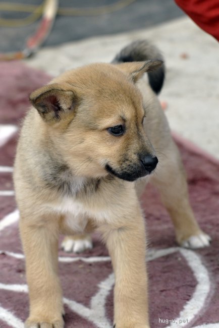 犬の里親募集 茨城県 雑種 オッドアイが魅力的な女の子 高橋あいね ハグー みんなのペット里親情報 Id 2104