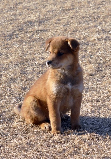 犬の里親募集 茨城県 雑種 12 10頃生 冒険が大好きな男の子 高橋がんも Id 22 000 ハグー みんなのペット里親情報