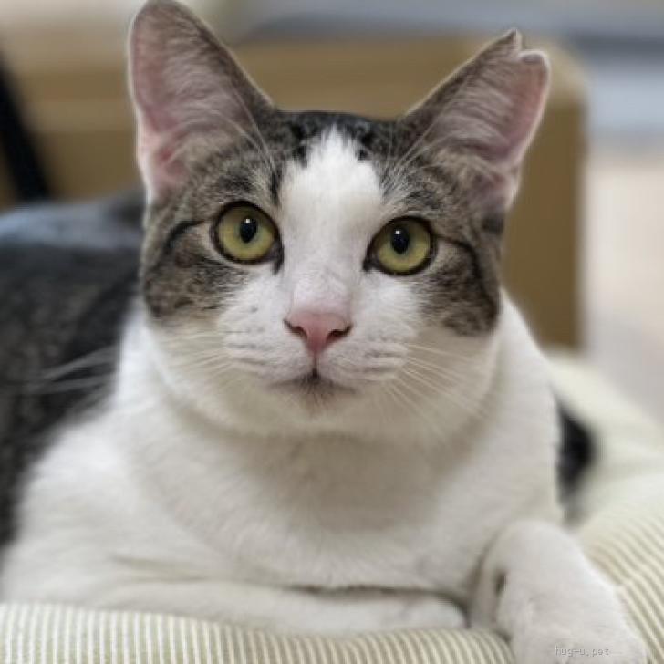 猫の里親募集】愛知県・雑種・甘えん坊【ジェリー】ひとなつこい（ID