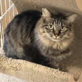 雑種