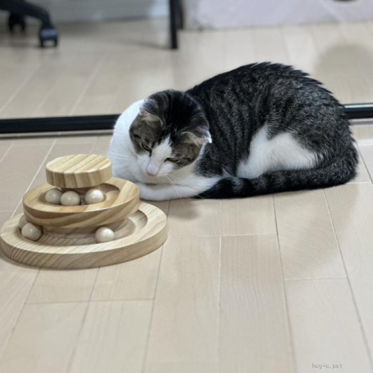 猫の里親募集】愛知県・雑種・甘えん坊【ジェリー】ひとなつこい（ID