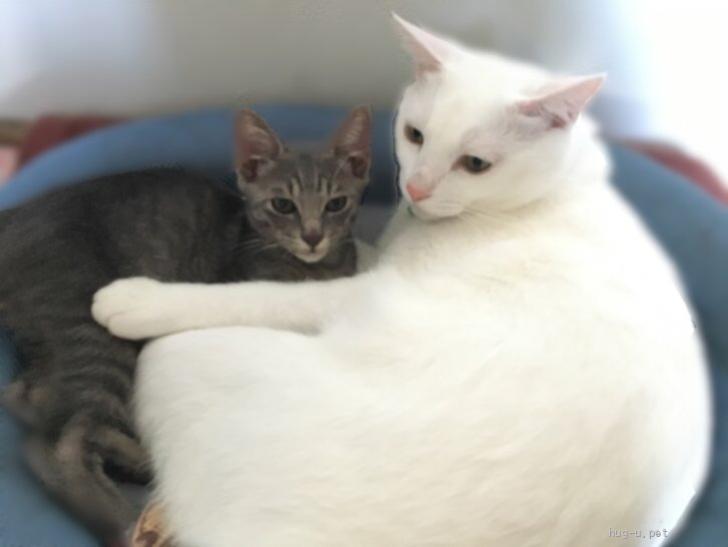 猫の里親募集】大阪府・雑種・珍しいグレートラ柄、甘えん坊な美猫くん 