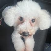 ビションフリーゼ