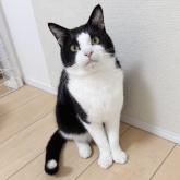 雑種