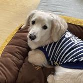 ミニチュアダックスフンド(ロング)