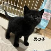 雑種