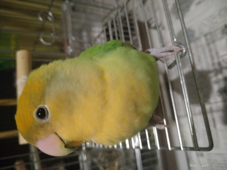 鳥の里親募集 滋賀県 インコ コザクラインコとセキセイインコ Id 21 ハグー みんなのペット里親情報