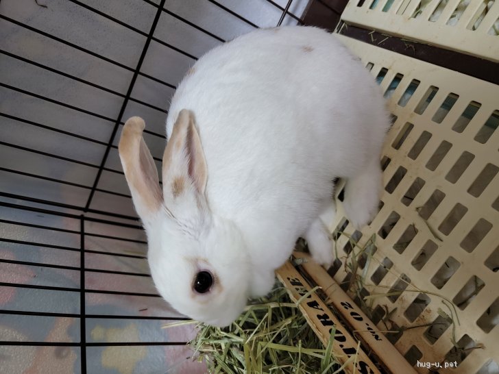 小動物 福井県の里親募集一覧 ハグー みんなのペット里親情報