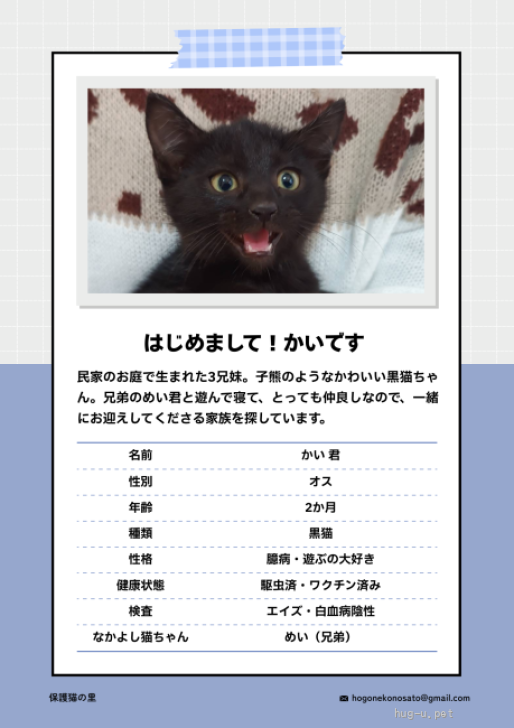 猫の里親募集】埼玉県・雑種・子熊のようなかわいい黒猫ちゃん（ID