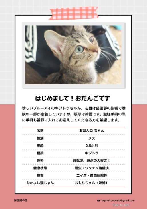 猫の里親募集】埼玉県・雑種・珍しいブルーアイのキジトラちゃん（ID