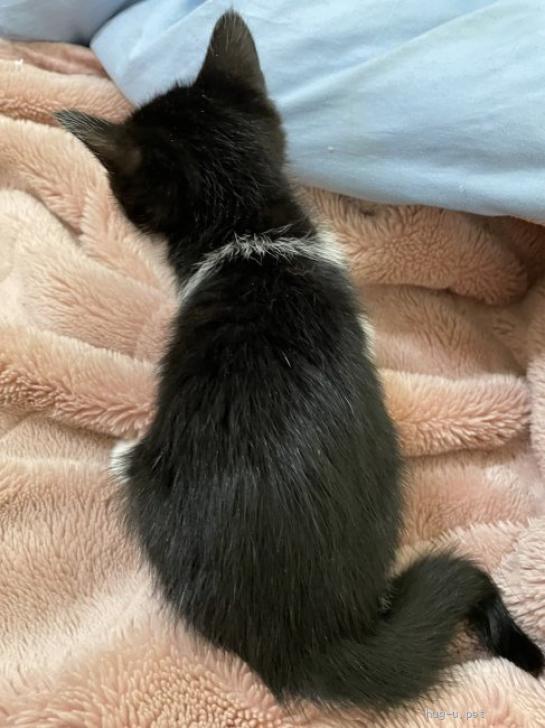 猫の里親募集】埼玉県・雑種・人慣れOKの遊びが大好きなハチワレちゃん