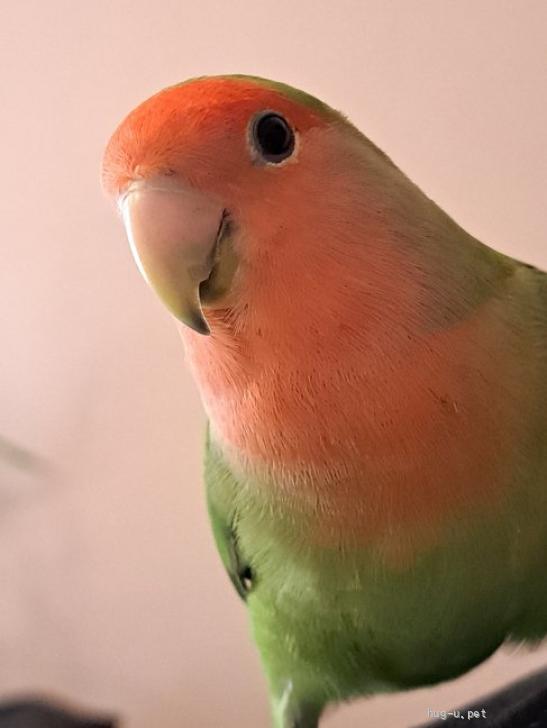 鳥の里親募集】愛知県・インコ・コザクラインコノーマル里親募集（ID
